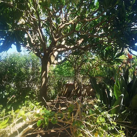 Aralia - San Lorenzo, Marzamemi Noto *